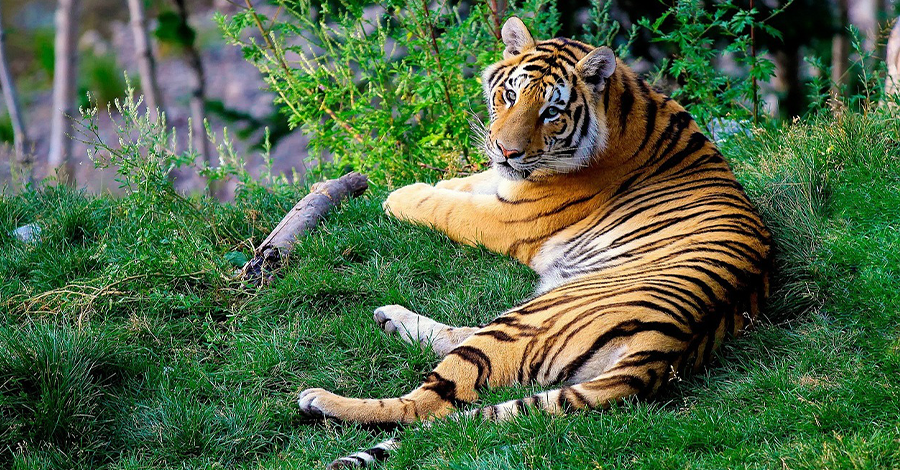 tigre