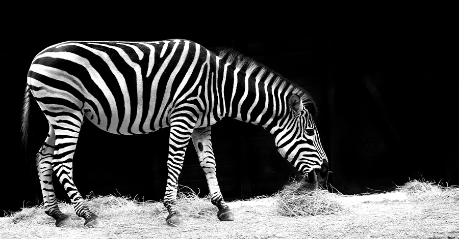 zebra